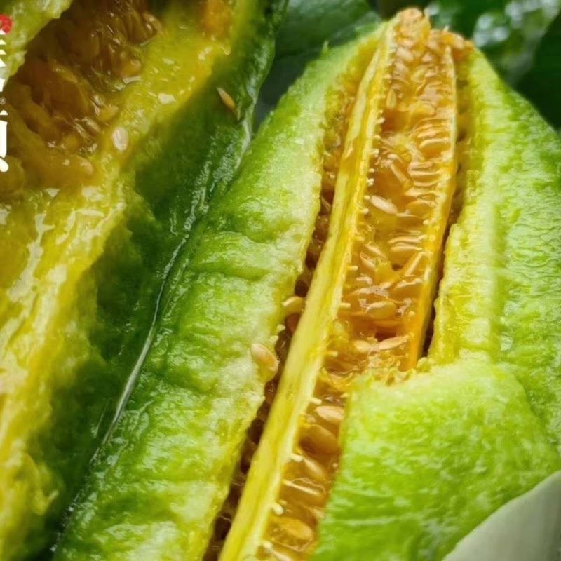 头茬博洋61甜瓜现货量大对接各大批发市场电商一件代发社区