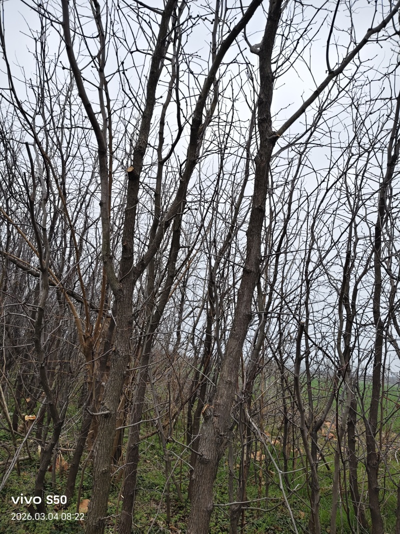 基地直销多年生绿化大枣树现挖现发保证质量价格优惠