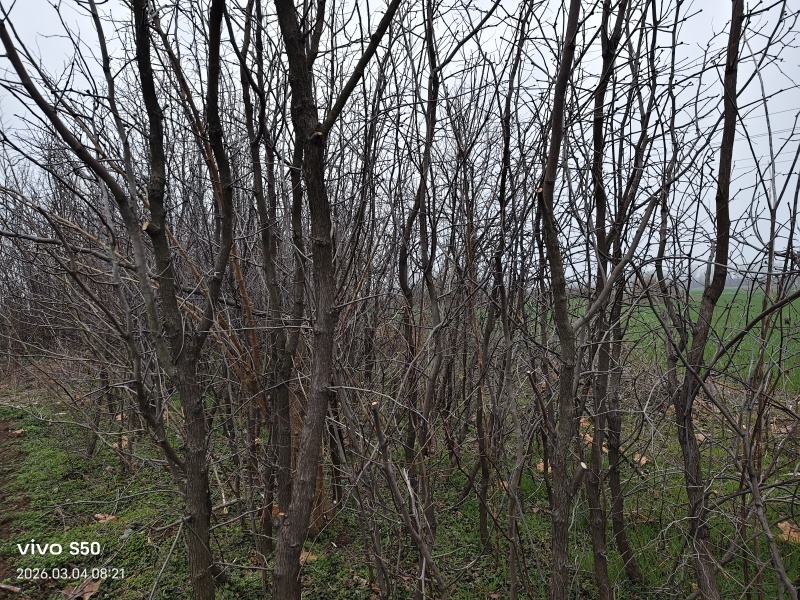 基地直销多年生绿化大枣树现挖现发保证质量价格优惠