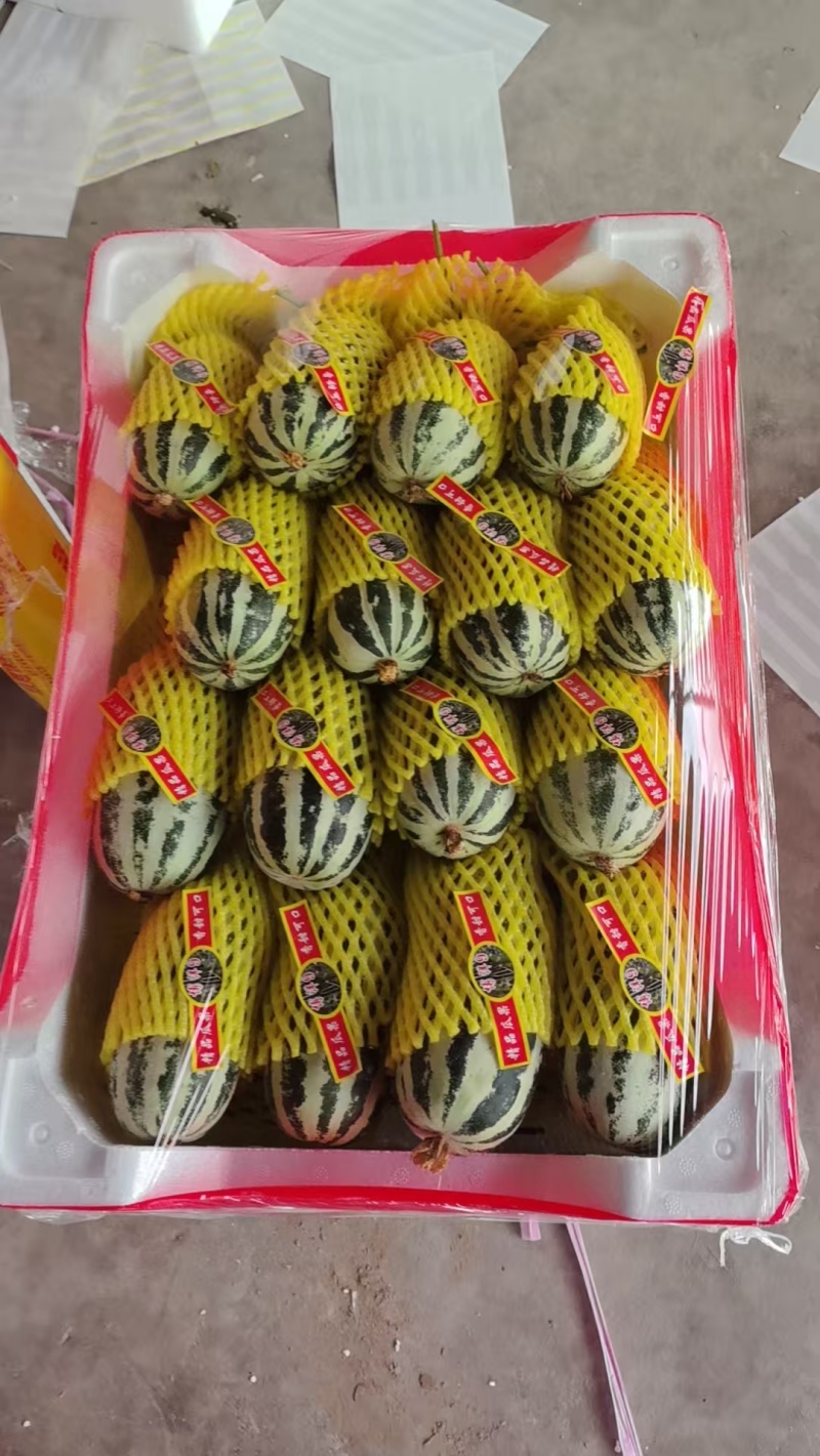 山东精品博洋九号甜瓜博洋甜瓜大量上市品质保证量大