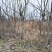 河南基地大量出售圆黄梨梨树苗品质保证量大从优现挖现发