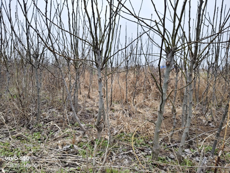河南基地大量出售圆黄梨梨树苗品质保证量大从优现挖现发