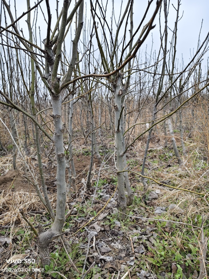 河南基地大量出售圆黄梨梨树苗品质保证量大从优现挖现发