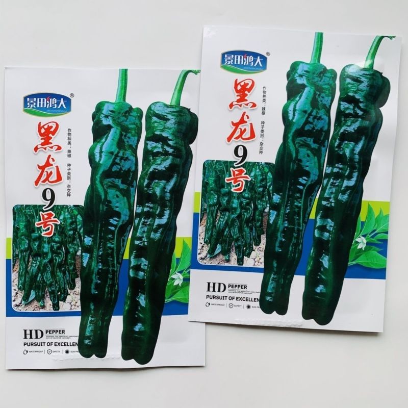 景田鸿大黑龙9号皱皮椒种子中早熟辣椒种籽皮薄辣味香浓青椒