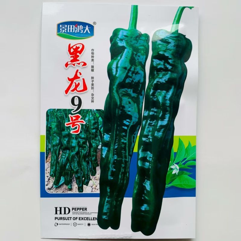 景田鸿大黑龙9号皱皮椒种子中早熟辣椒种籽皮薄辣味香浓青椒