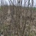 河南基地大量出售中梨四号梨树苗品质保证量大从优