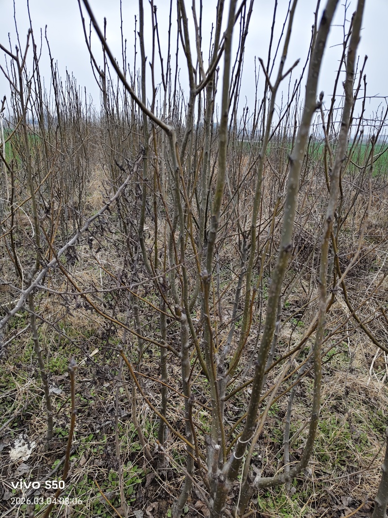 河南基地大量出售中梨四号梨树苗品质保证量大从优