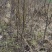 河南基地大量出售中梨四号梨树苗品质保证量大从优