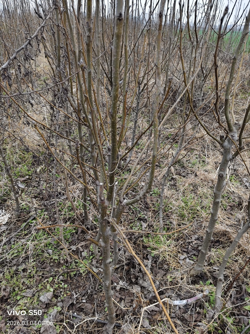 河南基地大量出售中梨四号梨树苗品质保证量大从优