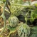 山东精品花蕾甜瓜花美人大量上市品质保证量大从优一手货源