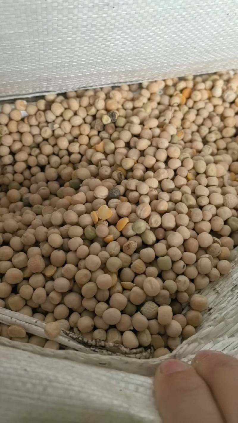 益生菌发酵大豆颗颗都是纯粮食。厂家直销