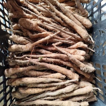 白玉豆苗