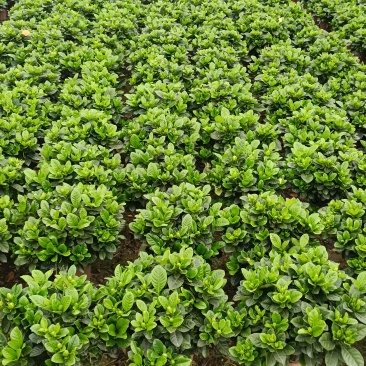 小叶枝花120盆大叶栀子花230盆，绿萝