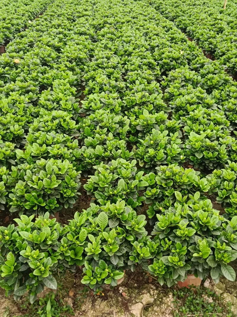 小叶枝花120盆大叶栀子花230盆，绿萝