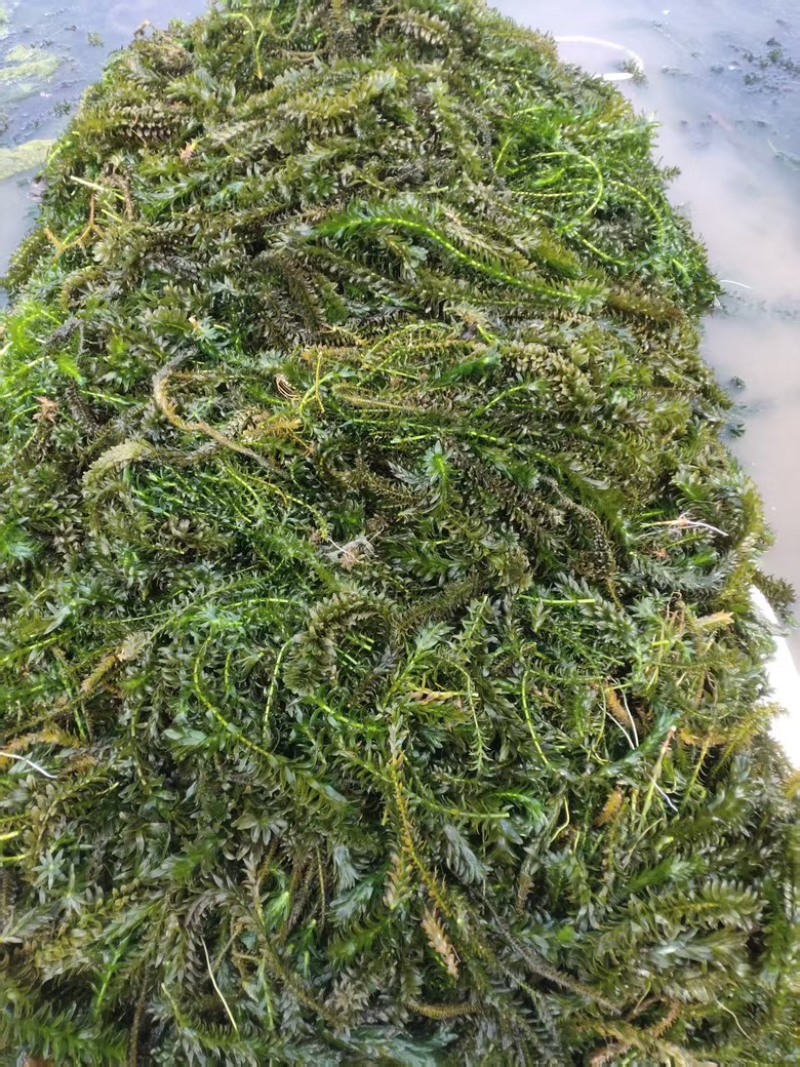 轮叶黑藻