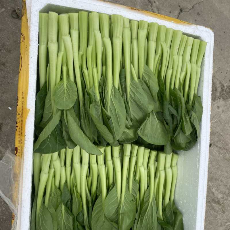 菜心大量有货，品质保证