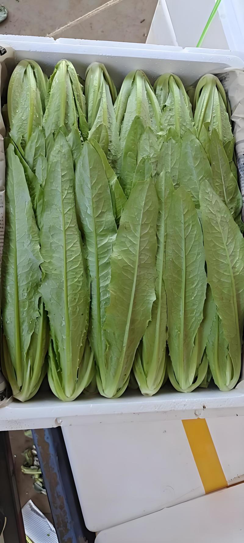 油麦菜