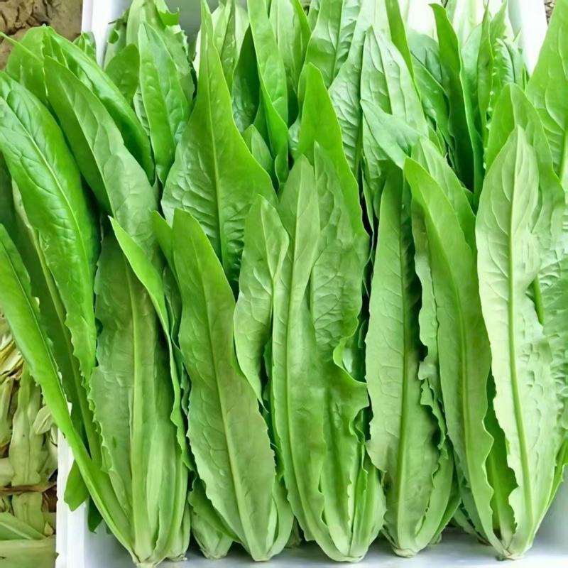 油麦菜