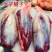 【军哥鲜驴肉】驴肉新鲜现杀河北农家散养带皮生驴肉