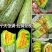 羊角蜜甜瓜/万亩博洋61种植区品质好/规格全欢迎采购