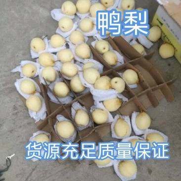 鸭梨，口感好，质量保证，高中低档都有，货源充足诚信第一位