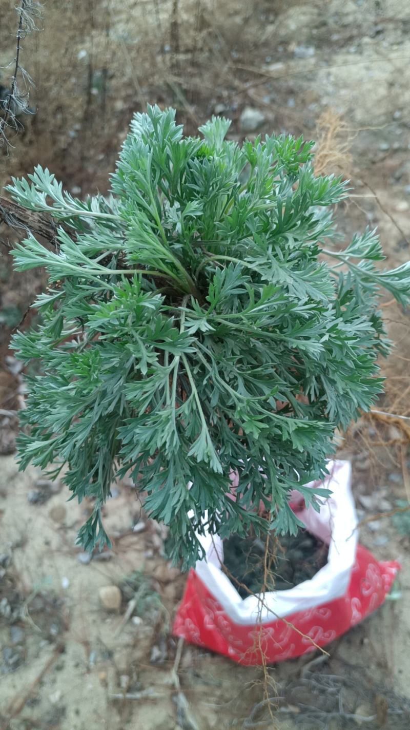 野生鲜茵陈