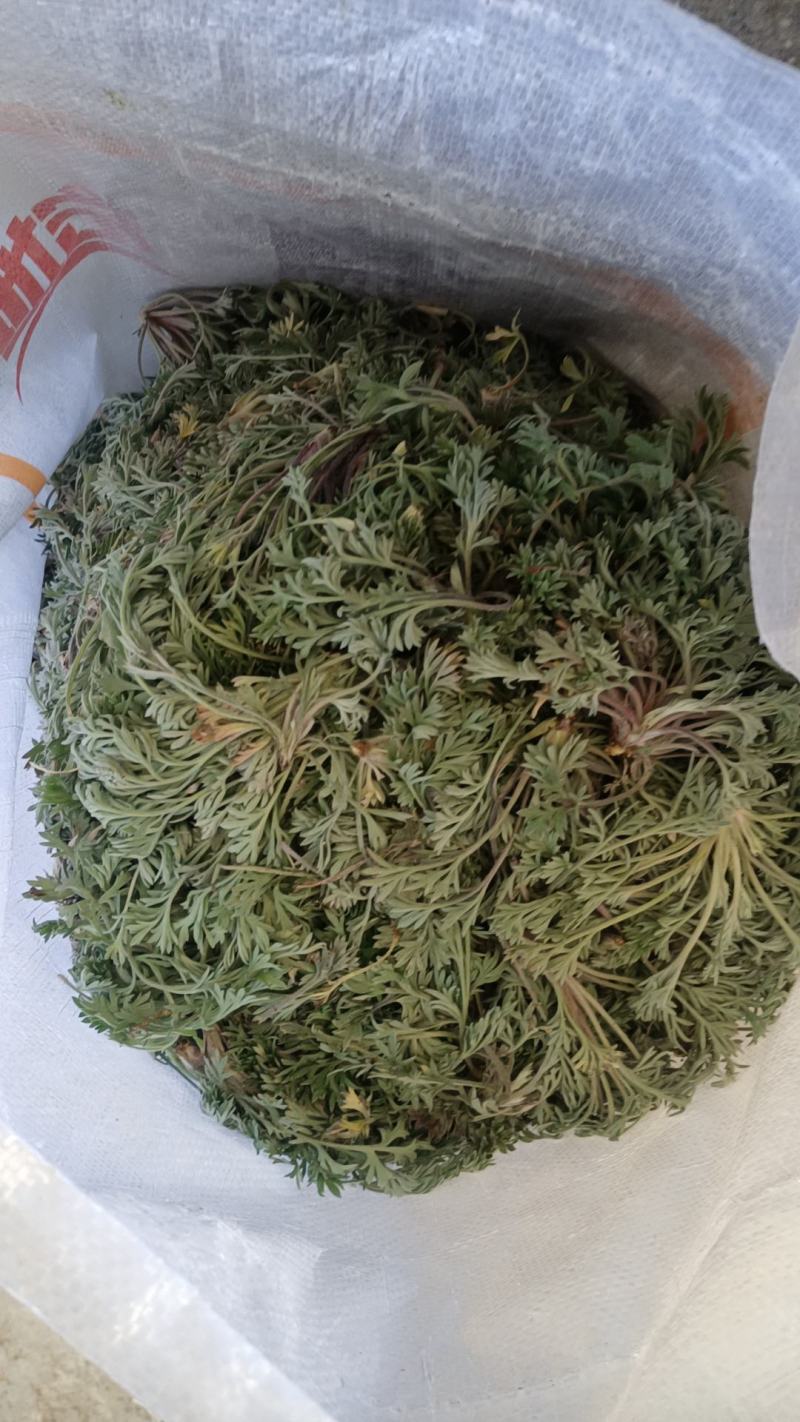 野生鲜茵陈