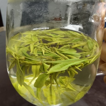 安吉白茶，批发可议价