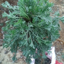 野生鲜茵陈