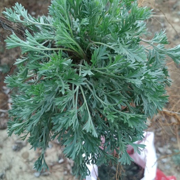 野生鲜茵陈