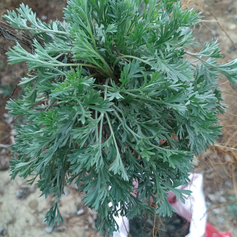 野生鲜茵陈