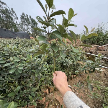 桃金娘中杯苗