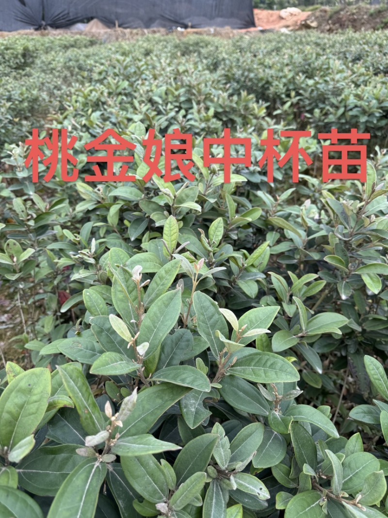 桃金娘中杯苗