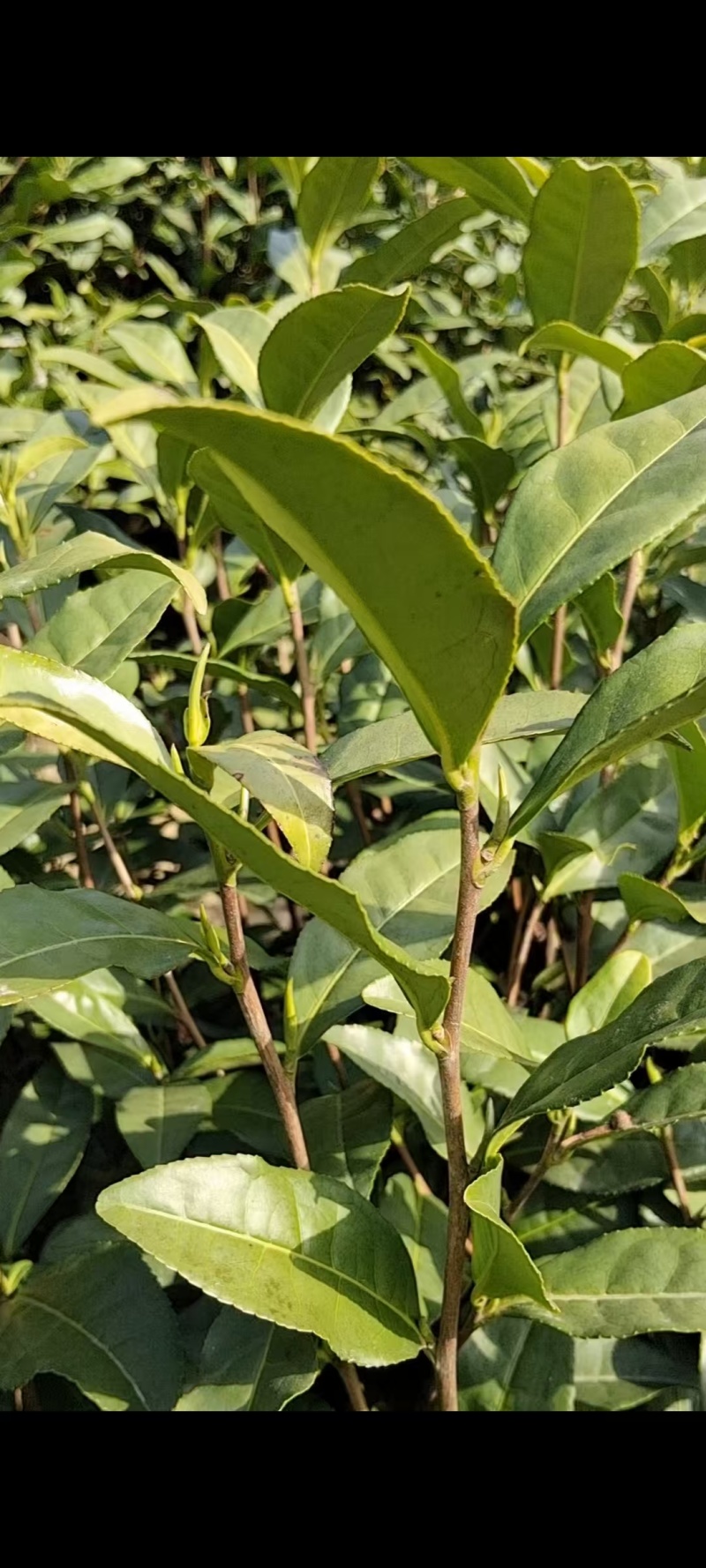 安吉白茶，批发可议价