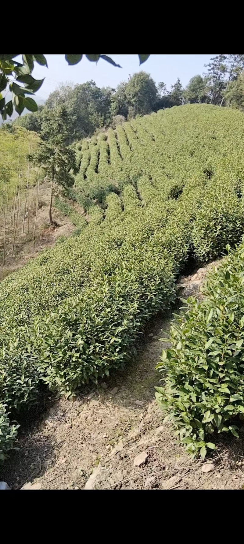 安吉白茶，批发可议价