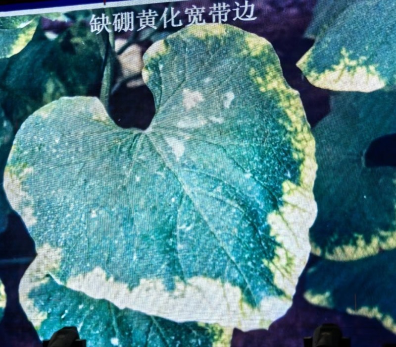 流体硼提高受粉保花保果提高坐果率花前补硼必选厂家直销