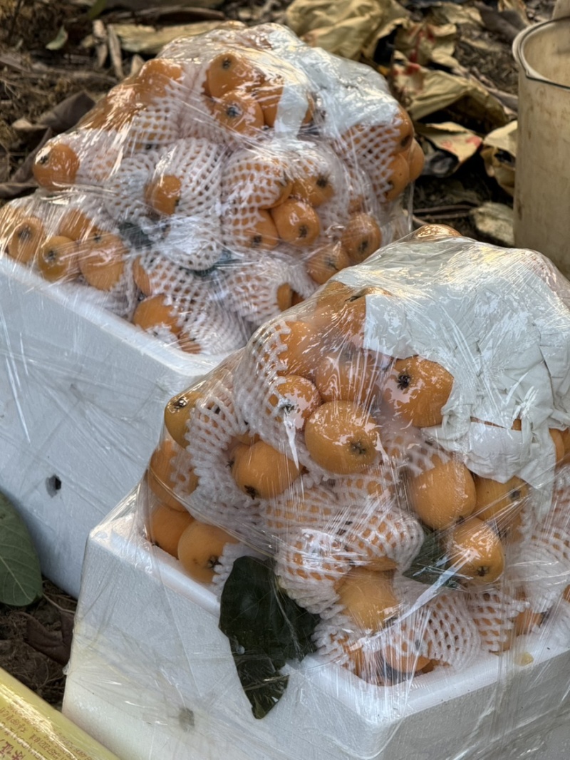 云南解放钟枇杷枇杷