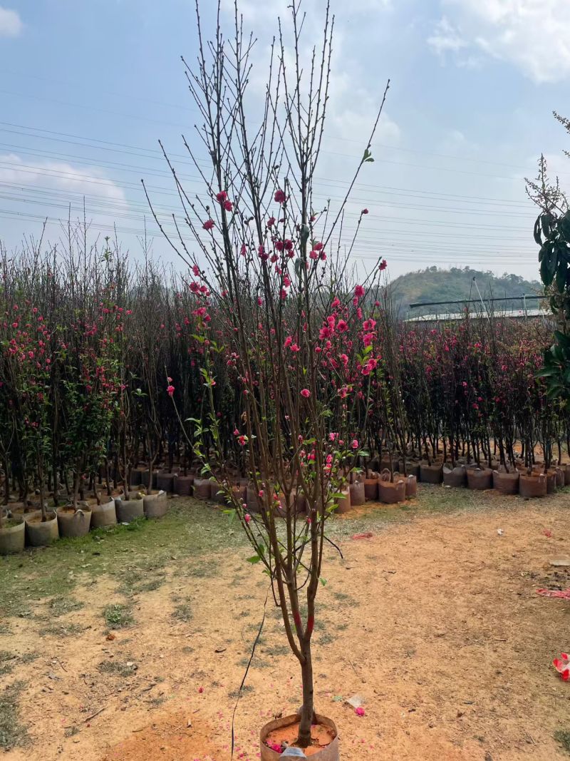 桃花3～4～5～8公分，规格