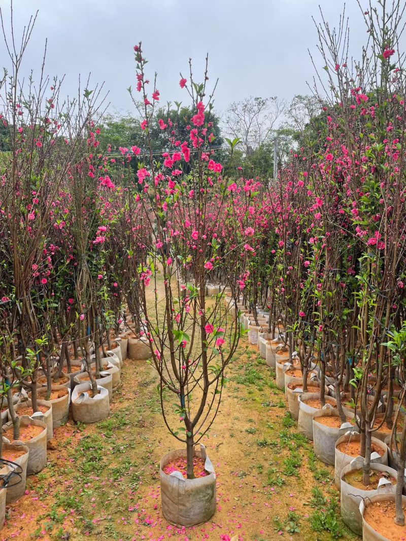桃花3～4～5～8公分，规格