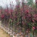 桃花3～4～5～8公分，规格