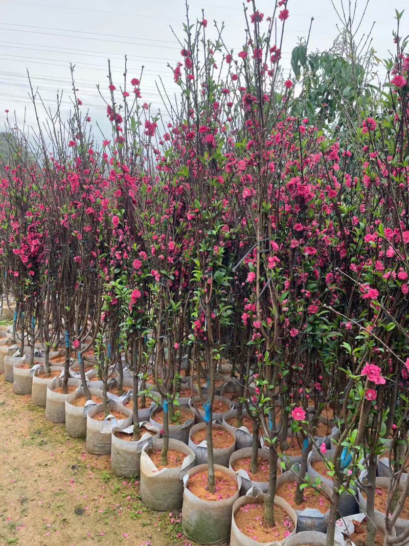 桃花3～4～5～8公分，规格