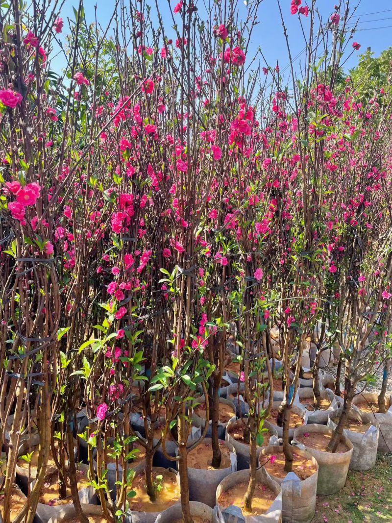桃花3～4～5～8公分，规格