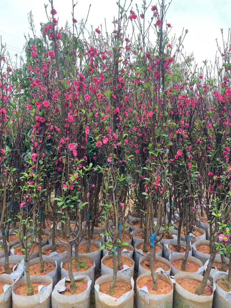 桃花3～4～5～8公分，规格