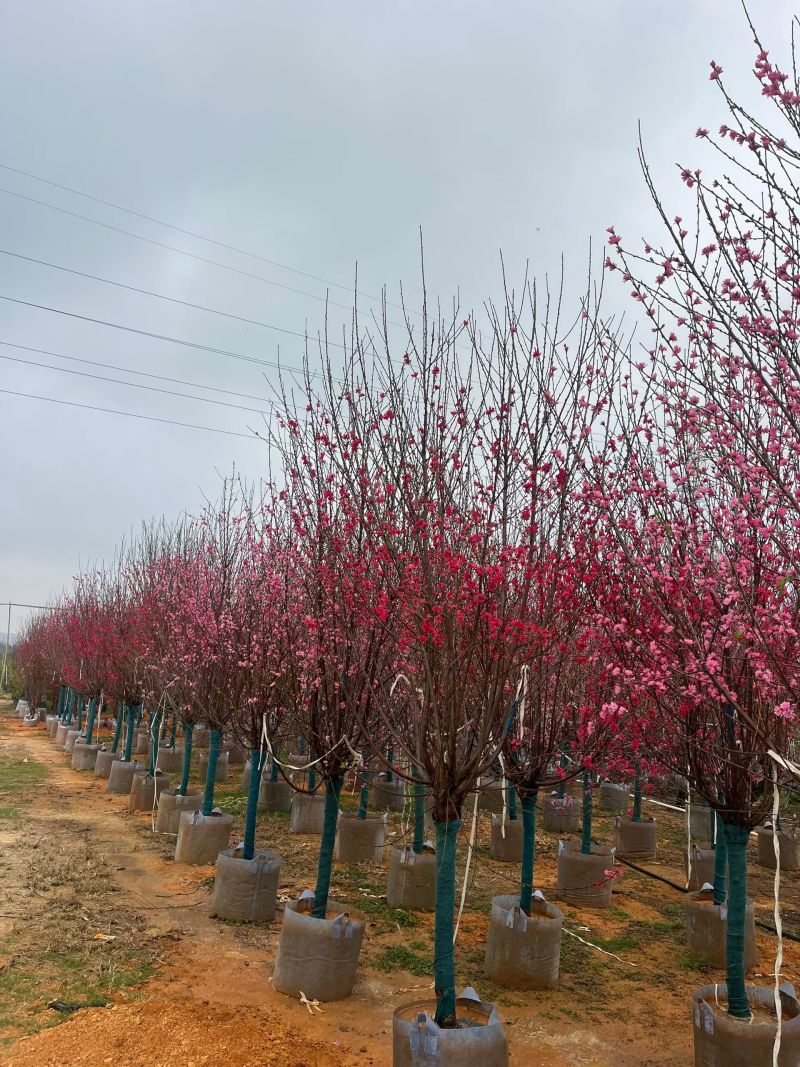 桃花3～4～5～8公分，规格