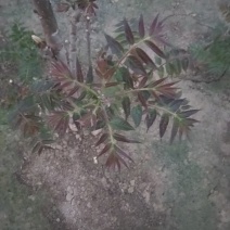 大荔香椿