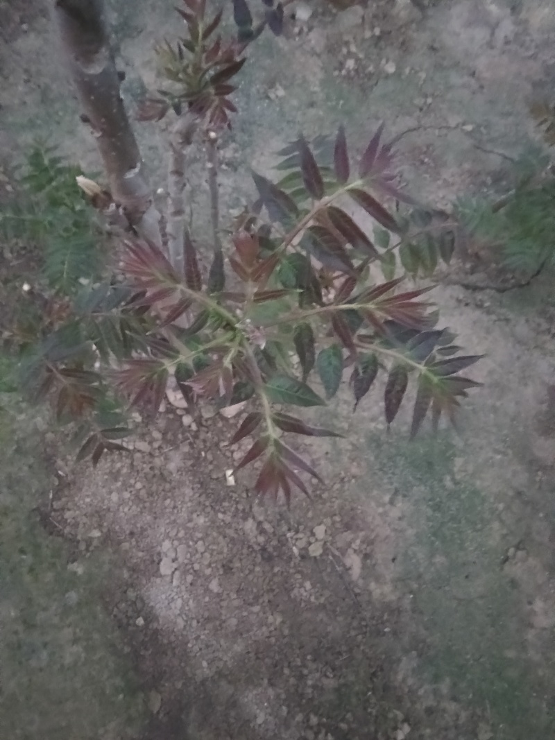 大荔香椿