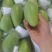 玉芒甜度高，果肉厚实，维生素含量高，老人小孩都爱吃
