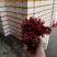 香椿芽
