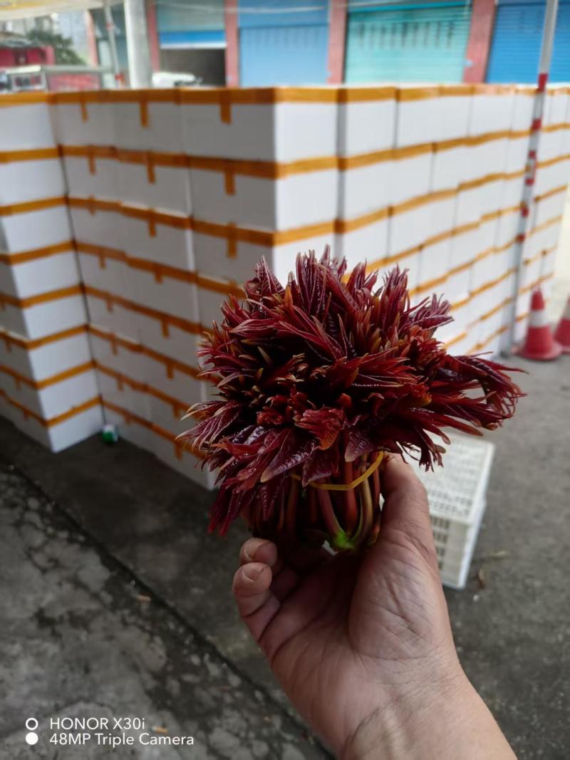 香椿芽