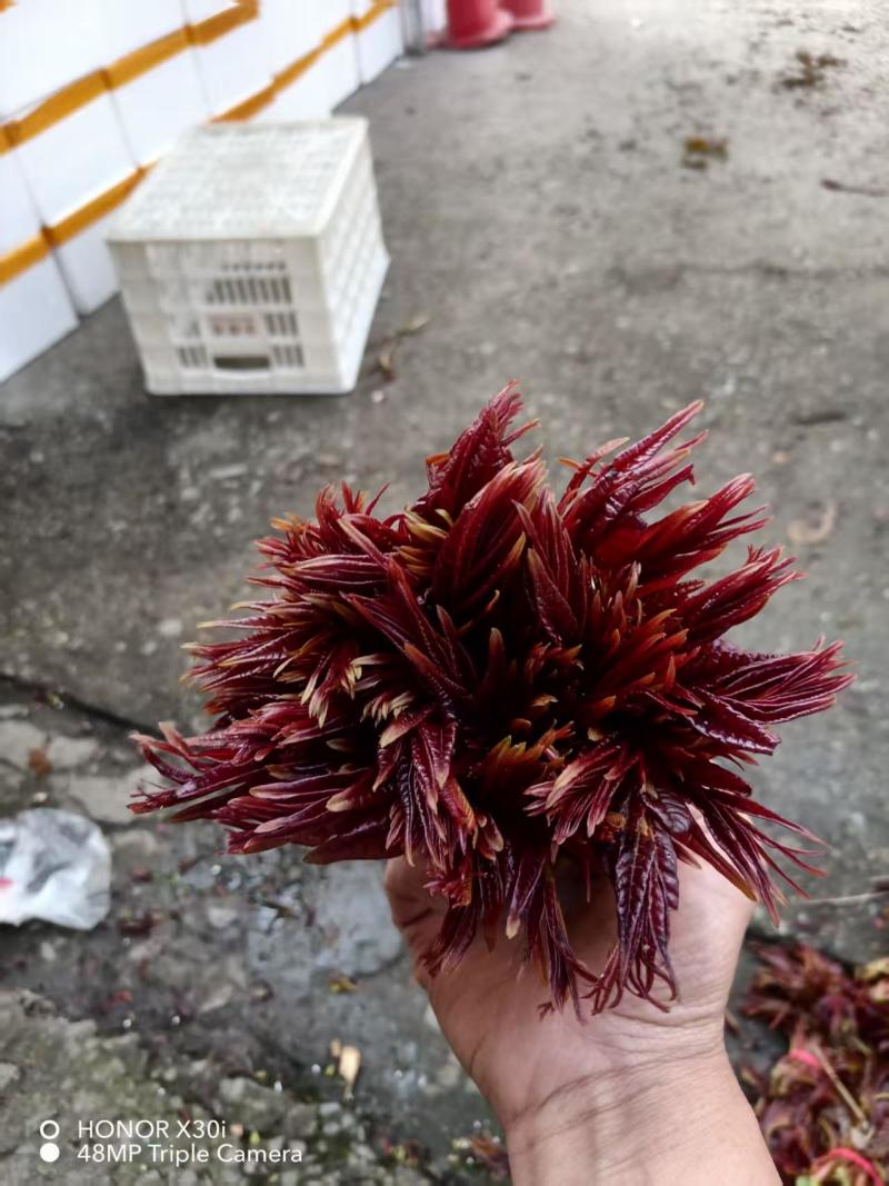 香椿芽